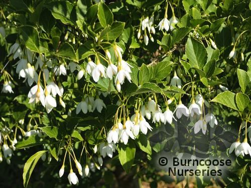 STYRAX japonicus var. jippei-kawamurai 